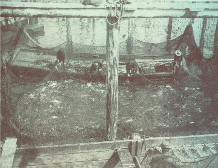 funter_brailing_1908